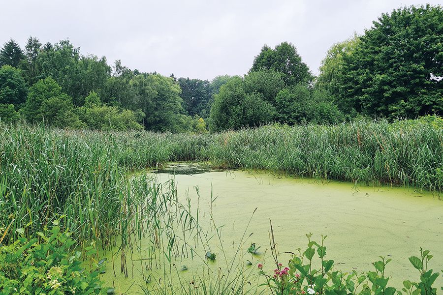 Oberer Mühlenteich in Pansdorf