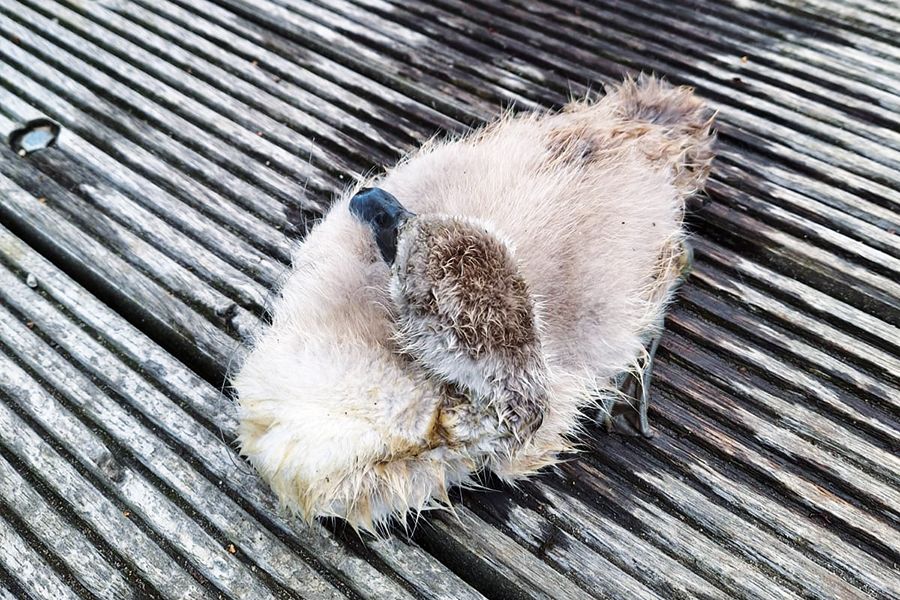 Schwanenküken verendet durch Angelschnur