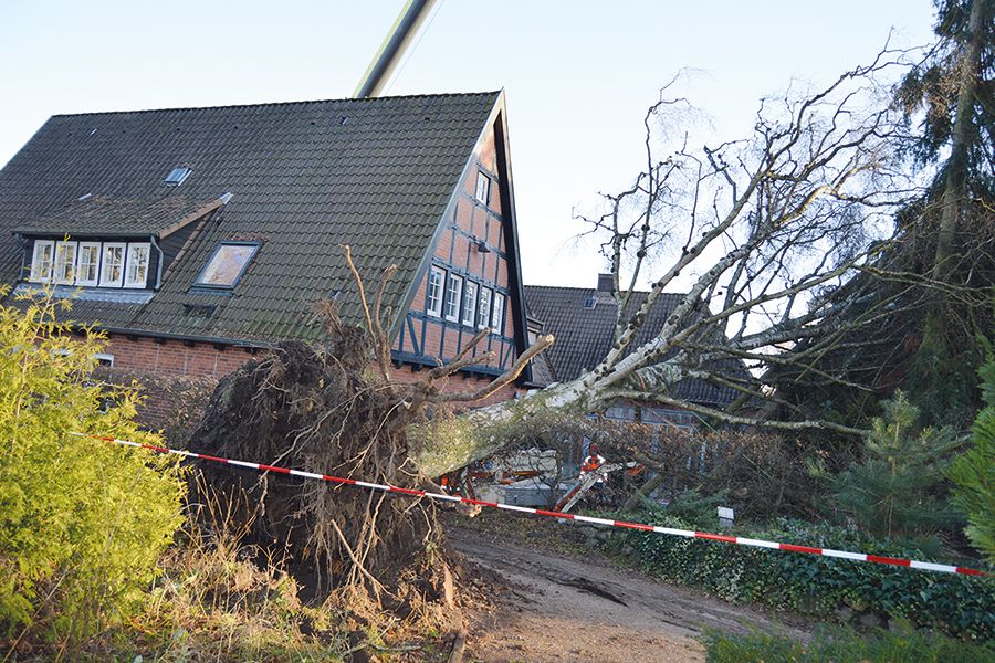 Birke fällt aufs Ratekauer Rathaus